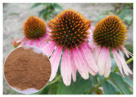 Polvo herbario puro de Purpurea del Echinacea del extracto de la planta del suplemento dietético que mejora inmunidad