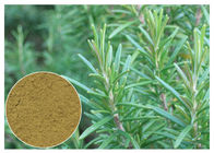 Oxidación anti Rosemary del extracto herbario ácido de la planta de Ursolic para CAS cosmético 77 52 1