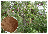 raíz del manzano de Phloridizin Y extracto antibacterianos de la corteza para el suplemento dietético