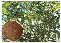 Raíz del manzano de Phloretin Del polvo del extracto de la planta de la antioxidación de la piel y extracto de la corteza