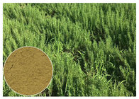 CAS 77 52 1 polvo de la hoja de Rosemary, extracto ácido de la hoja de Ursolic Rosemary