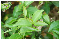 Polvo el 95% del extracto de la planta de los polifenoles del té verde para la pérdida de peso del suplemento dietético