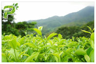 Polvo el 95% del extracto de la planta de los polifenoles del té verde para la pérdida de peso del suplemento dietético