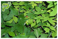 Hélice de Hedera herbaria pura del extracto de la hoja de la hiedra de los suplementos de la invitación de la tos Hederacoside el 10%