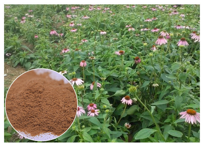 Suplementos herbarios puros ácidos de la achicoria, extracto entero de Purpurea del Echinacea de la hierba