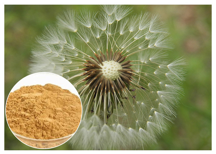 Categoría alimenticia de la CLAR el 5% del color de Brown del polvo del extracto de la planta de la raíz del diente de león antienvejecedora