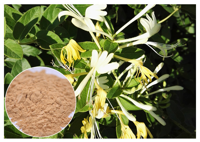 Polvo Chlorogenic del extracto de la flor de la madreselva del ácido el 5% de los extractos naturales bacterianos antis de la flor