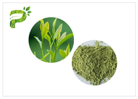 Polvo del té verde de Matcha de Camellia Sinensis Leaves