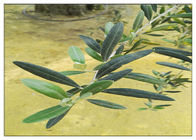 Prueba inflamatoria anti verde oliva de la CLAR de Hydroxytyrosol el 20% del polvo del extracto de la planta de la hoja