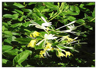 La planta antibacteriana de la flor de la madreselva extrae el ácido Chlorogenic el 5% CAS 327 97 9