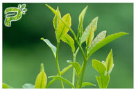 Polvo del extracto de la planta de té verde que previene la prueba ULTRAVIOLETA radical de los polifenoles el 95% de los síntomas