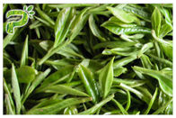 CAS 989 extracto de la hoja de té del verde de 51 5 Egcg, suplementos del té verde para la pérdida de peso