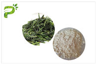 Anti natural - polvo anti CAS del cáncer del extracto del té verde de la oxidación EGCG 989 51 5