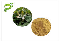 La planta natural pura del Houttuynia extrae la forma del polvo para la gestión del peso