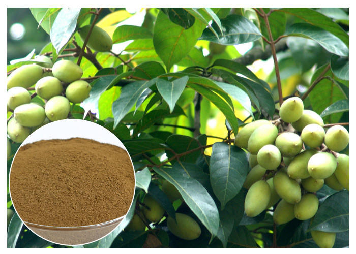 Ingrediente natural del extracto verde oliva natural de la hoja de la oleuropeína con la prueba de la CLAR