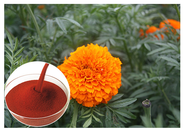 Polvo natural de los extractos de la flor de la flor de Tagetes Erecta que previene salud del ojo