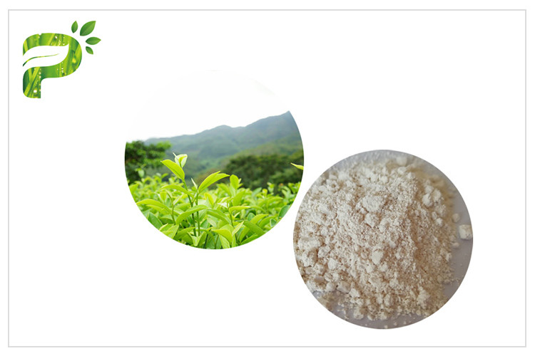 Extracto anti del té verde de la oxidación EGCG, extracto natural del té verde del grado farmacéutico