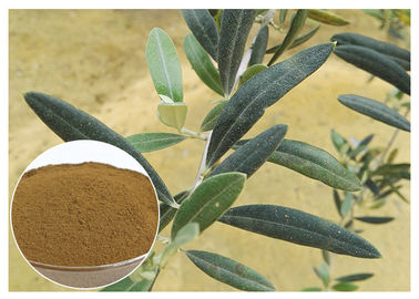 Categoría alimenticia verde oliva natural del polvo del extracto de la hoja de 80 mallas que mejora el sistema inmune