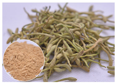 5%, 25% Lonicera japonica Extracto de flor de melena en polvo